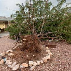 Arizona Yard Services - uprooted tree