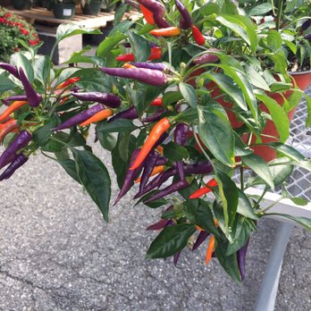 Lanni Orchards - Peppers! - Farms Near Me - Lunenburg, Massachusetts Lanni Orchards - Peppers! - Farms Near Me - Lunenburg, Massachusetts