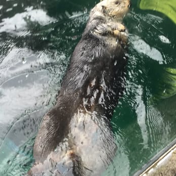 Seattle Aquarium - Aquariums Near Me - Seattle, Washington Seattle Aquarium - Aquariums Near Me - Seattle, Washington