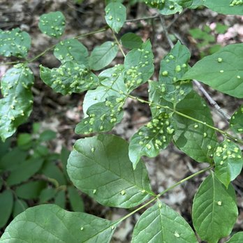 Halton Region Forest - Conley Tract - Caterpillar eggs? - Hiking Near Me - Milton, Ontario Halton Region Forest - Conley Tract - Caterpillar eggs? - Hiking Near Me - Milton, Ontario