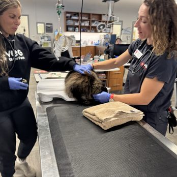 Veterinary Emergency Group - Amazing amazing vet techs!! - Emergency Pet Hospital Near Me - San Ramon, California Veterinary Emergency Group - Amazing amazing vet techs!! - Emergency Pet Hospital Near Me - San Ramon, California