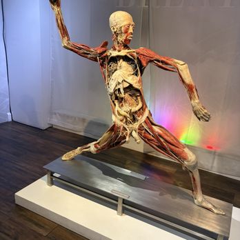 BODIES... The Exhibition - Museums Near Me - Las Vegas, Nevada BODIES... The Exhibition - Museums Near Me - Las Vegas, Nevada