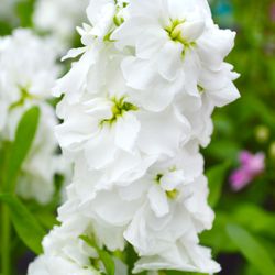 Calloway's Nursery