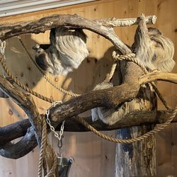 Timbavati Wildlife Park - Sloths