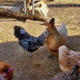 Pathfinder Ranch - Beautiful chickens - Summer Camps Near Me - Mountain Center, California