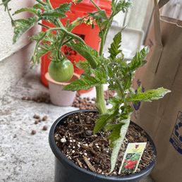 Patio Tomato plant
