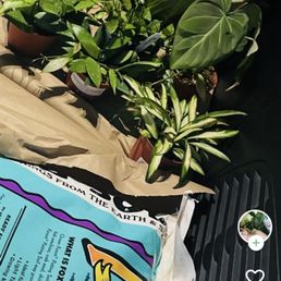 Hoyas, Philodendron & soil Hoyas, Philodendron & soil