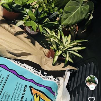 Plant Place Nursery - Hoyas, Philodendron & soil - Nurseries & Gardening Near Me - Jacksonville, Florida Plant Place Nursery - Hoyas, Philodendron & soil - Nurseries & Gardening Near Me - Jacksonville, Florida