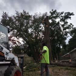 AK Tree Service - Large take down