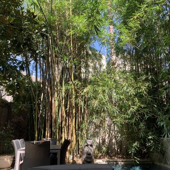 Houston Bamboo Nursery - Before maintenance. See all the brown pieces? - Nurseries & Gardening Near Me - Houston, Texas
