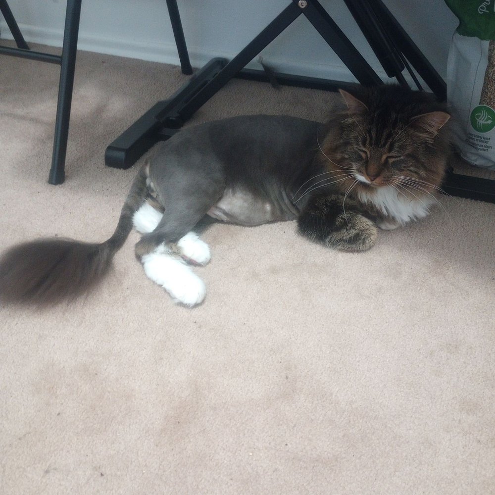 Katz 2 Go Mobile Cat Grooming - This was last year pic same cut - Pet Groomers Near Me Katz 2 Go Mobile Cat Grooming - This was last year pic same cut - Pet Groomers Near Me