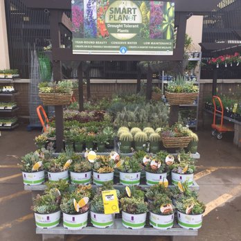 The Home Depot - Succulents! - Hardware Stores Near Me - Keller, Texas The Home Depot - Succulents! - Hardware Stores Near Me - Keller, Texas