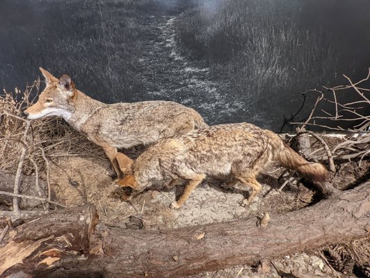 Santa Cruz Museum of Natural History by null