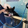 Photo of Scrubbys Car and Dog Wash