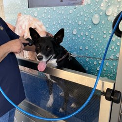 Scrubbys Car and Dog Wash - New pet wash machine