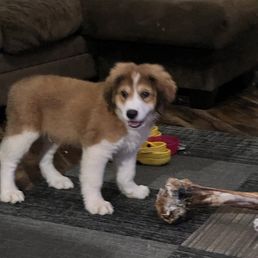 Hank as a puppy Hank as a puppy