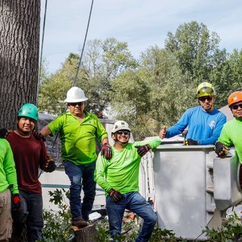 KC Tree Services - Tree Services Near Me KC Tree Services - Tree Services Near Me