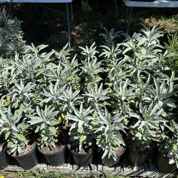 Wild At Heart Nursery - Salvia apiana, white sage - Nurseries & Gardening Near Me - Leggett, California Wild At Heart Nursery - Salvia apiana, white sage - Nurseries & Gardening Near Me - Leggett, California