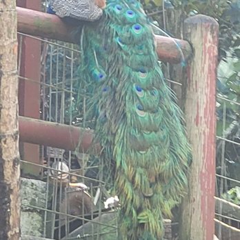 Boo Boo Zoo - Beautiful calm peacock greeted us while we parked - Zoos Near Me - Haiku, Hawaii