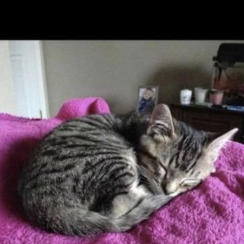 Kits & Kats Rescue - Ralphie the day I brought him home 2014 - Animal Shelters Near Me - Roseville, California Kits & Kats Rescue - Ralphie the day I brought him home 2014 - Animal Shelters Near Me - Roseville, California