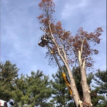Rumble Bee Tree Service - Tree & Cherry Picker - Tree Services Near Me - Rochester, Illinois Rumble Bee Tree Service - Tree & Cherry Picker - Tree Services Near Me - Rochester, Illinois