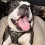 Photo of Urban Vets Animal Hospital