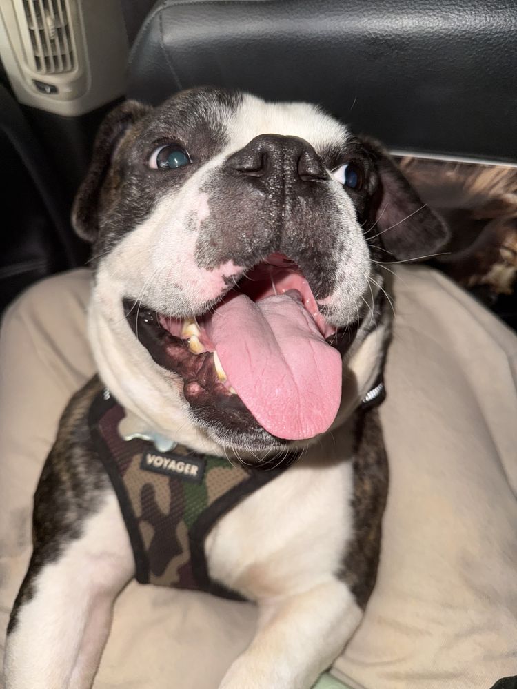 Urban Vets Animal Hospital - pet boarding facility in New York, NY