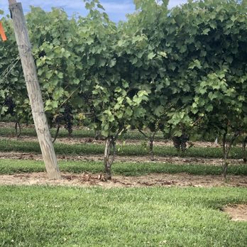 M & M Vineyards - Vines - Wine Tasting Room Near Me - Bangor, Pennsylvania M & M Vineyards - Vines - Wine Tasting Room Near Me - Bangor, Pennsylvania