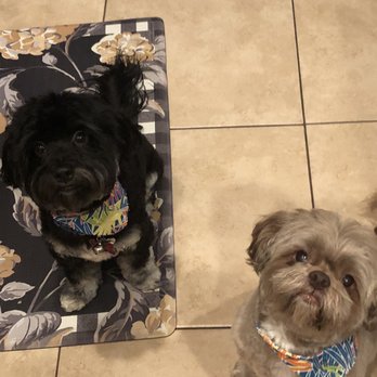Cookies N Clean - Brothers twinning! - Pet Groomers Near Me - Phoenix, Arizona Cookies N Clean - Brothers twinning! - Pet Groomers Near Me - Phoenix, Arizona