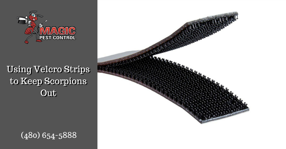 MAGIC PEST CONTROL Updated October 2024 42 Reviews 700 N Golden