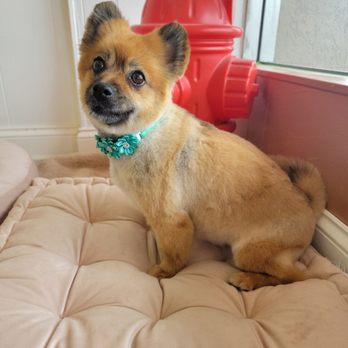 Grooming Zoomies - After - Pet Groomers Near Me - Glendale Heights, Illinois Grooming Zoomies - After - Pet Groomers Near Me - Glendale Heights, Illinois