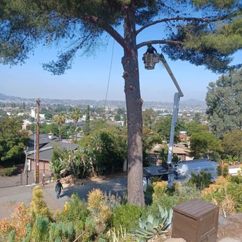 Sean McNeil Tree Service - Tree Services Near Me - Lakeside, California Sean McNeil Tree Service - Tree Services Near Me - Lakeside, California