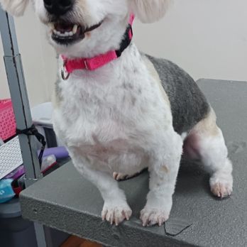 Karley's Pet Grooming - Pet Groomers Near Me