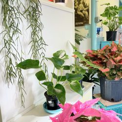 Chris Lioce - Pink and green plants. So soothing