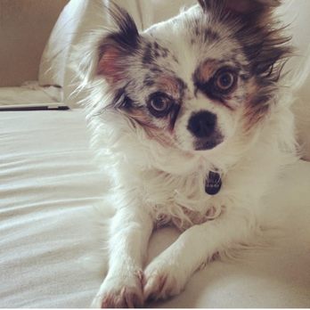 Fond Farewell - Veterinarians Near Me - Campbell, California