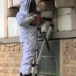 Entex Pest Solutions - Honey Bee colony removal