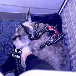He is TSA validated and flies with me often. He is TSA validated and flies with me often.
