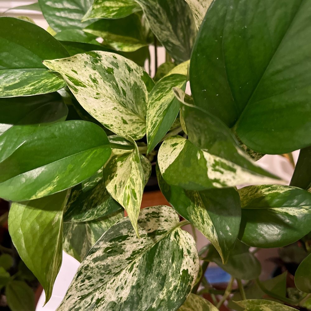 Plants Alive! - Nurseries & Gardening Near Me - Silver Spring, Maryland Plants Alive! - Nurseries & Gardening Near Me - Silver Spring, Maryland