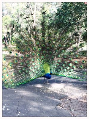 Auburn Botanic Gardens by null