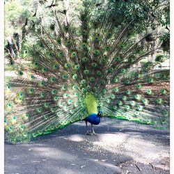 Auburn Botanic Gardens - The resident peacock