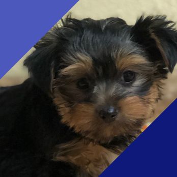 A Perfect Puppy Naples - Pet Stores Near Me - Naples, Florida A Perfect Puppy Naples - Pet Stores Near Me - Naples, Florida