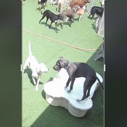 Dog rule resort small dog side Dog rule resort small dog side