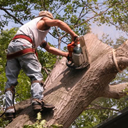 A Plus Tree Service - Tree Services in Santa Fe