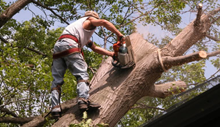 A Plus Tree Service - tree service in Santa Fe, NM