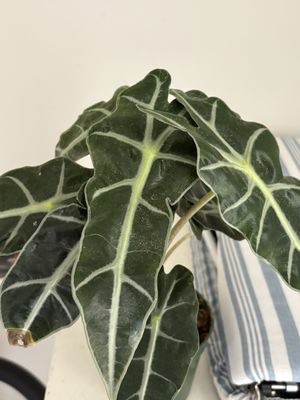 Venice Plants by null