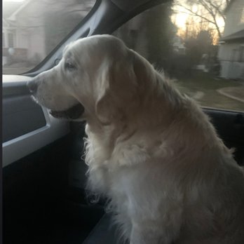 Power Goldendoodles - General going for a ride! - Pet Breeders Near Me Power Goldendoodles - General going for a ride! - Pet Breeders Near Me