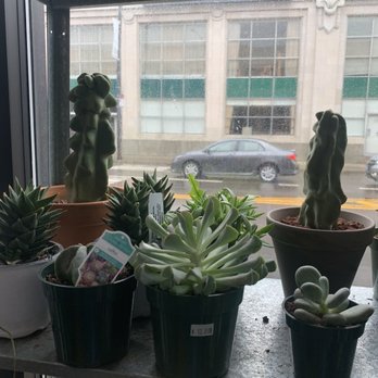 Sunnyside Plants - Multiple potted succulents and cacti are placed on a windowsill inside a shop or home. The plants include different species with varying shapes and sizes, some with labels and price tags. The window shows a city street scene with a parked car and a building across the road, suggesting an urban setting. - Nurseries & Gardening Near Me - Chicago, Illinois