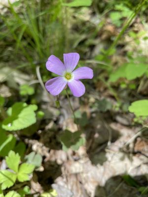 Cedars of Lebanon State Park by null