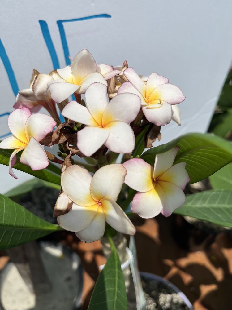 JUNGLE JACK???S PALMS, PLUMERIAS & MORE Updated September 2024 20