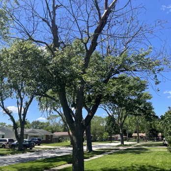 County Tree Service - Before and after - Tree Services Near Me - Stickney, Illinois County Tree Service - Before and after - Tree Services Near Me - Stickney, Illinois